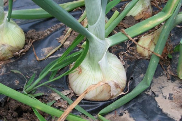 Кракен ссылка onion
